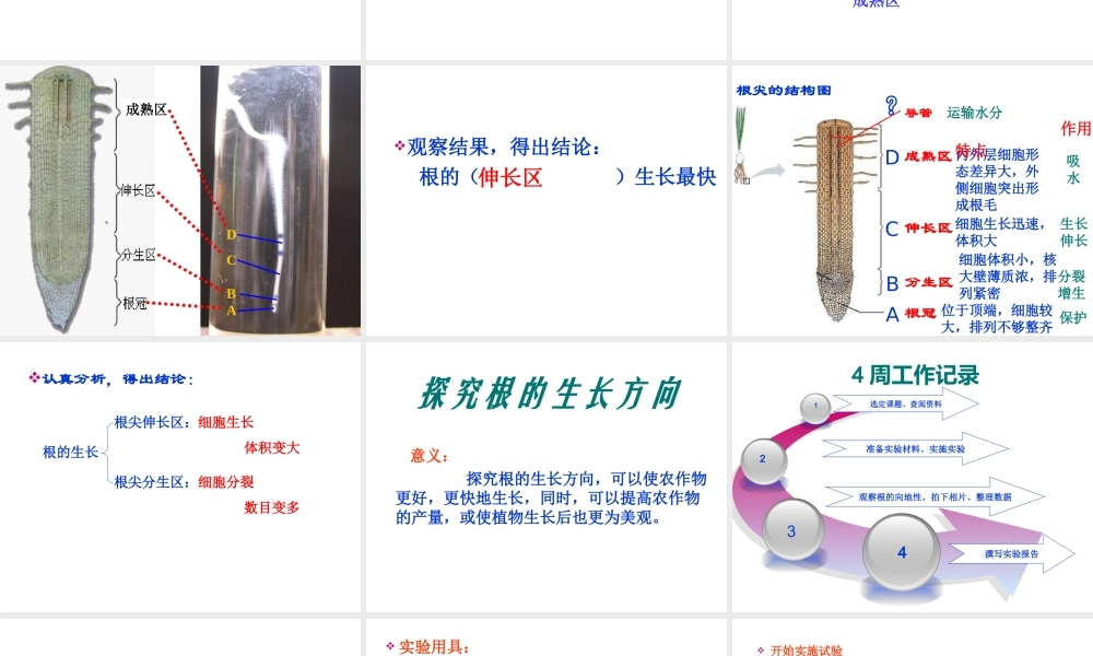 八年级生物上册 第三单元 第二章 第一节 根的生长课件 冀少版-人教级上册生物课件