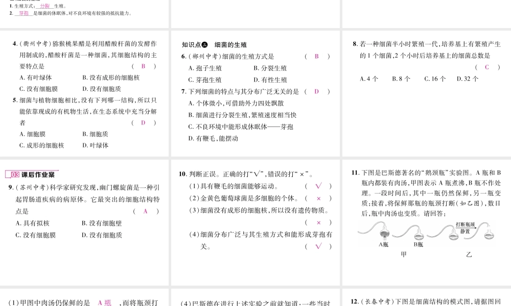 八年级生物上册 第五单元 第4章 第二节 细菌课件 （新版）新人教版-（新版）新人教版初中八年级上册生物课件