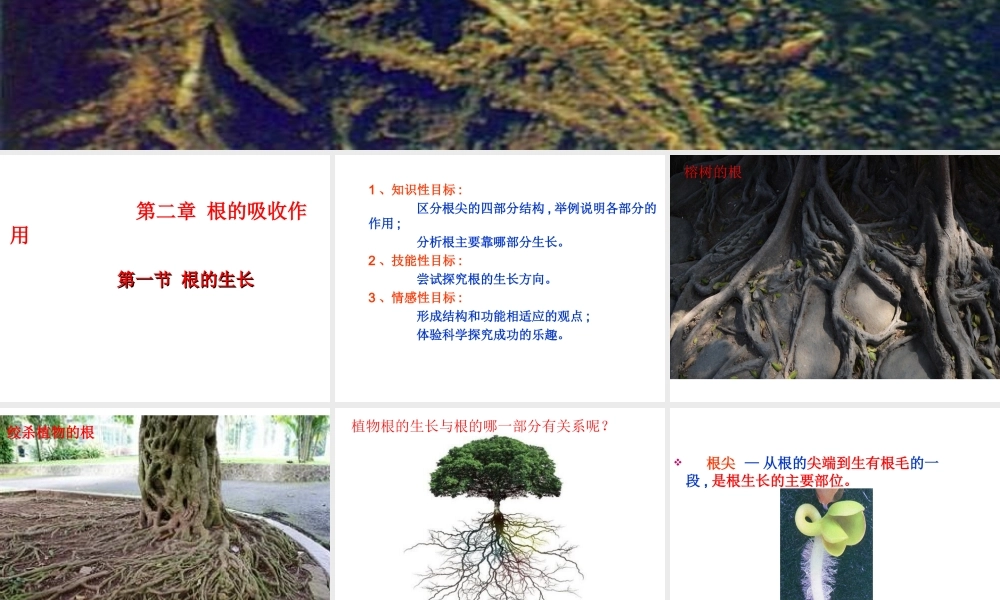 八年级生物上册 第三单元 第二章 第一节根的生长课件 （新版）冀教版-（新版）冀教版初中八年级上册生物课件