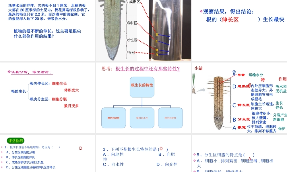 八年级生物上册 第三单元 第二章 第一节根的生长课件 （新版）冀教版-（新版）冀教版初中八年级上册生物课件
