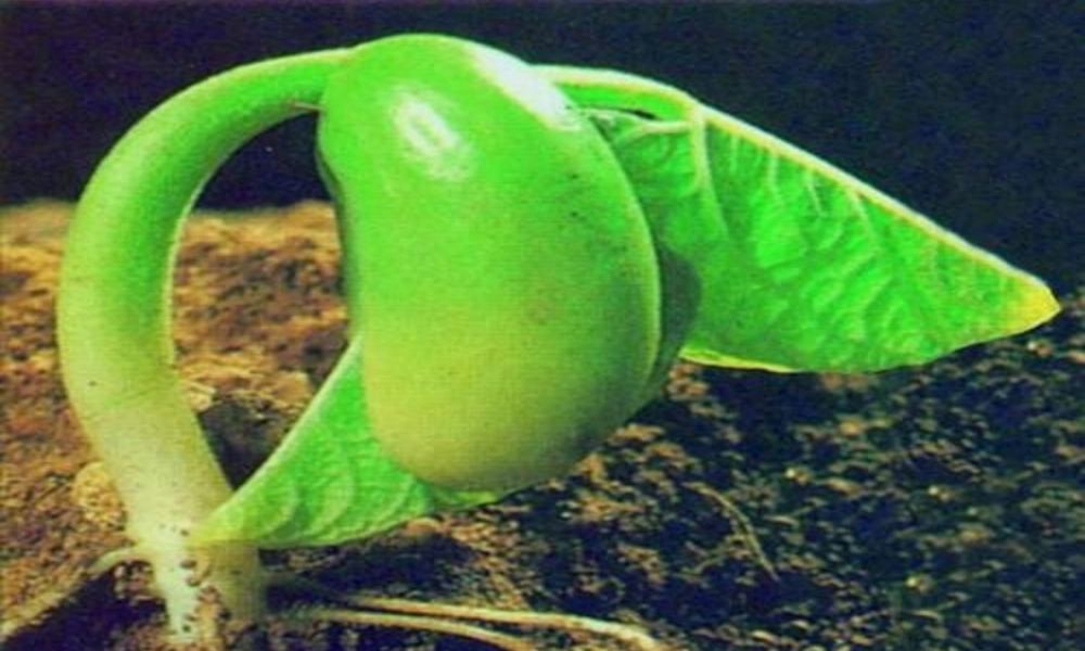 八年级生物上册 第三单元 第二章 第一节根的生长课件 （新版）冀教版-（新版）冀教级上册生物课件