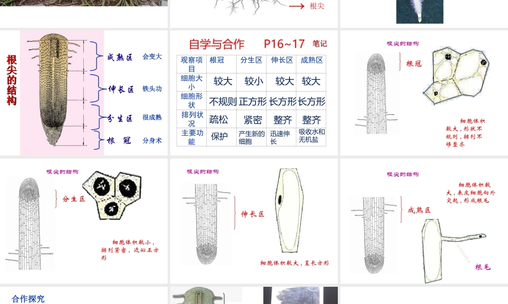 八年级生物上册 第三单元 第二章 第一节根的生长课件 （新版）冀教版-（新版）冀教级上册生物课件