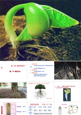 八年级生物上册 第三单元 第二章 第一节根的生长课件 （新版）冀教版-（新版）冀教级上册生物课件