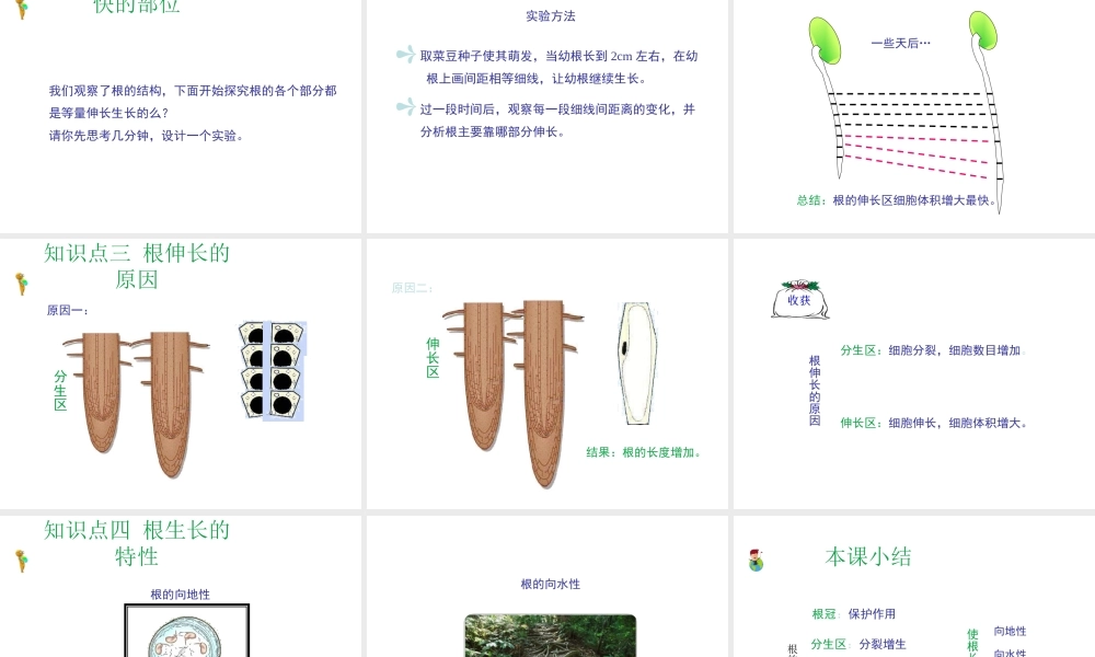 八年级生物上册 第三单元 第二章 第1节《根的生长》课件2 （新版）冀教版-（新版）冀教版初中八年级上册生物课件