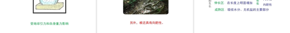 八年级生物上册 第三单元 第二章 第1节《根的生长》课件2 （新版）冀教版-（新版）冀教版初中八年级上册生物课件
