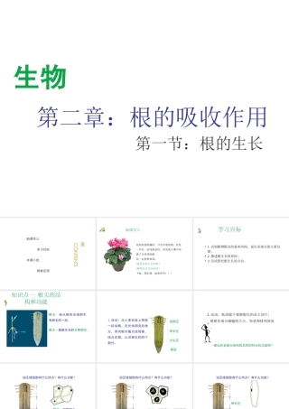 八年级生物上册 第三单元 第二章 第1节《根的生长》课件2 （新版）冀教版-（新版）冀教版初中八年级上册生物课件