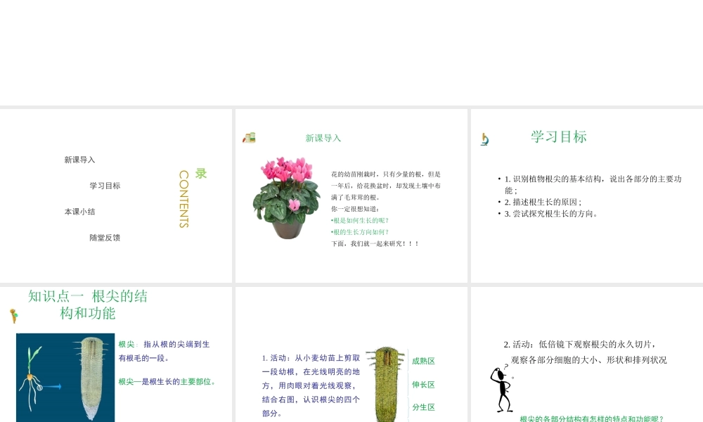 八年级生物上册 第三单元 第二章 第1节《根的生长》课件2 （新版）冀教版-（新版）冀教级上册生物课件