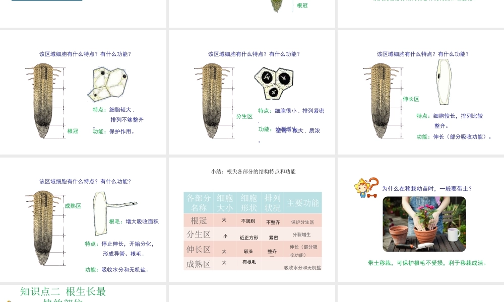 八年级生物上册 第三单元 第二章 第1节《根的生长》课件2 （新版）冀教版-（新版）冀教级上册生物课件