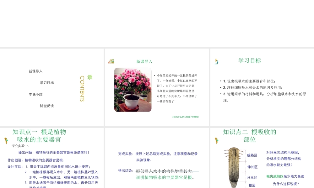 八年级生物上册 第三单元 第二章 第2节《根对水分的吸收》课件1 （新版）冀教版-（新版）冀教级上册生物课件