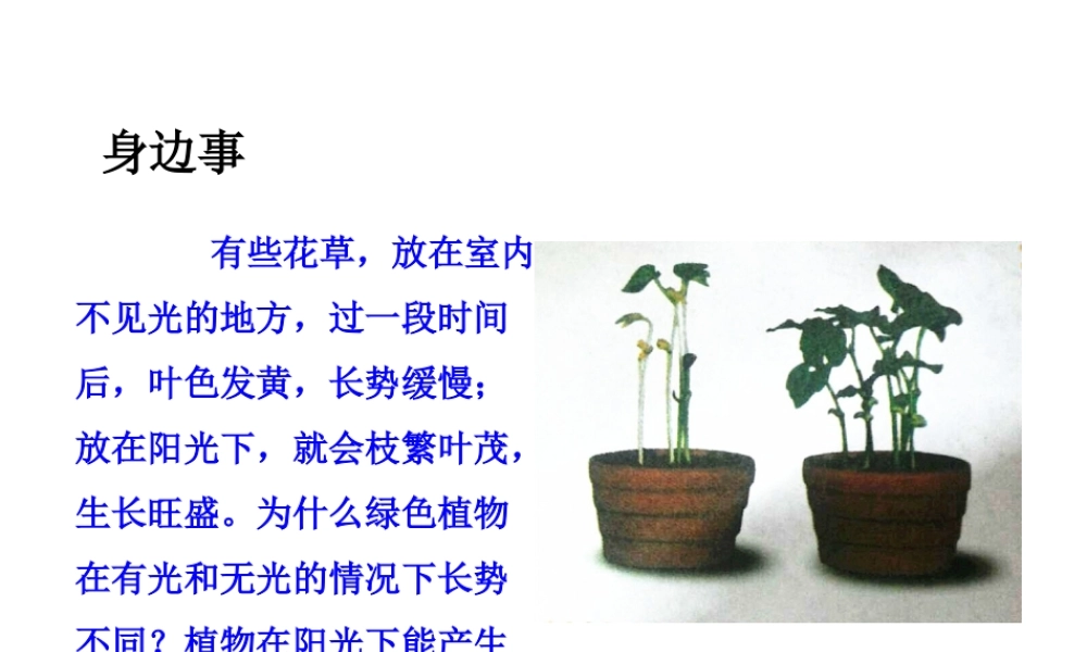 八年级生物上册 第三单元 第三章 第1节《光合作用的产物》课件 （新版）冀教版-（新版）冀教版初中八年级上册生物课件