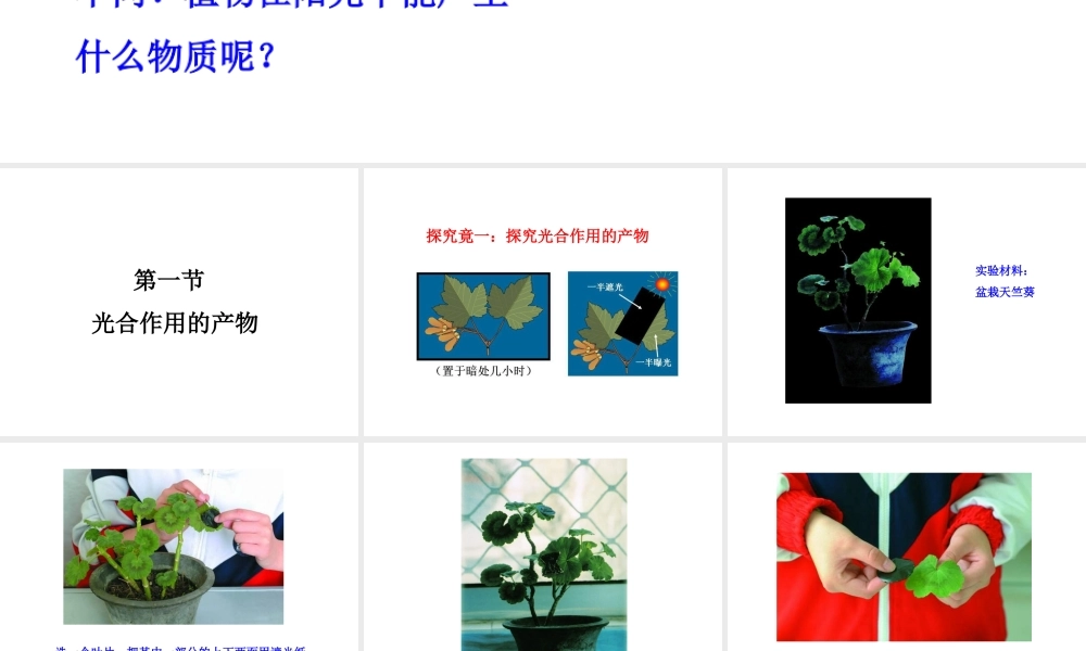 八年级生物上册 第三单元 第三章 第1节《光合作用的产物》课件 （新版）冀教版-（新版）冀教版初中八年级上册生物课件