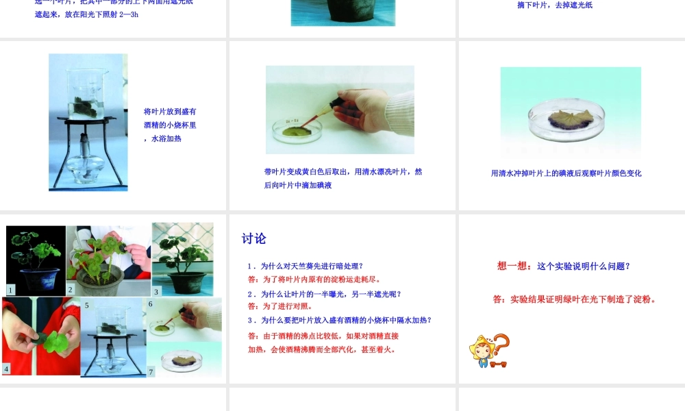 八年级生物上册 第三单元 第三章 第1节《光合作用的产物》课件 （新版）冀教版-（新版）冀教版初中八年级上册生物课件