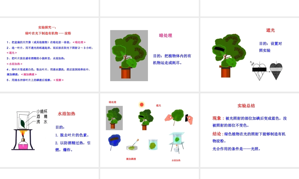 八年级生物上册 第三单元 第三章 第1节《光合作用的产物》说课课件 （新版）冀教版-（新版）冀教级上册生物课件