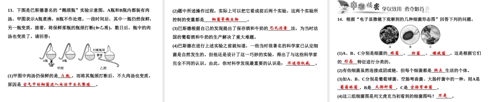 八年级生物上册 第5单元 第4章 第2节 细菌（第1课时 细菌的发现和形态）习题课件 （新版）新人教版-（新版）新人教级上册生物课件