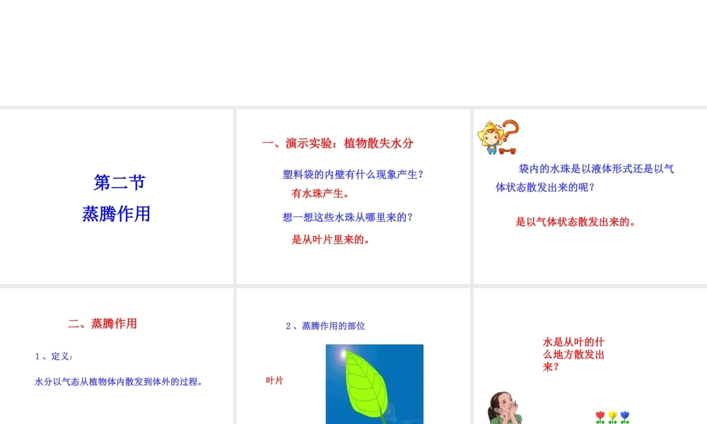 八年级生物上册 第三单元 第四章 第2节《蒸腾作用》课件2 （新版）冀教版-（新版）冀教版初中八年级上册生物课件