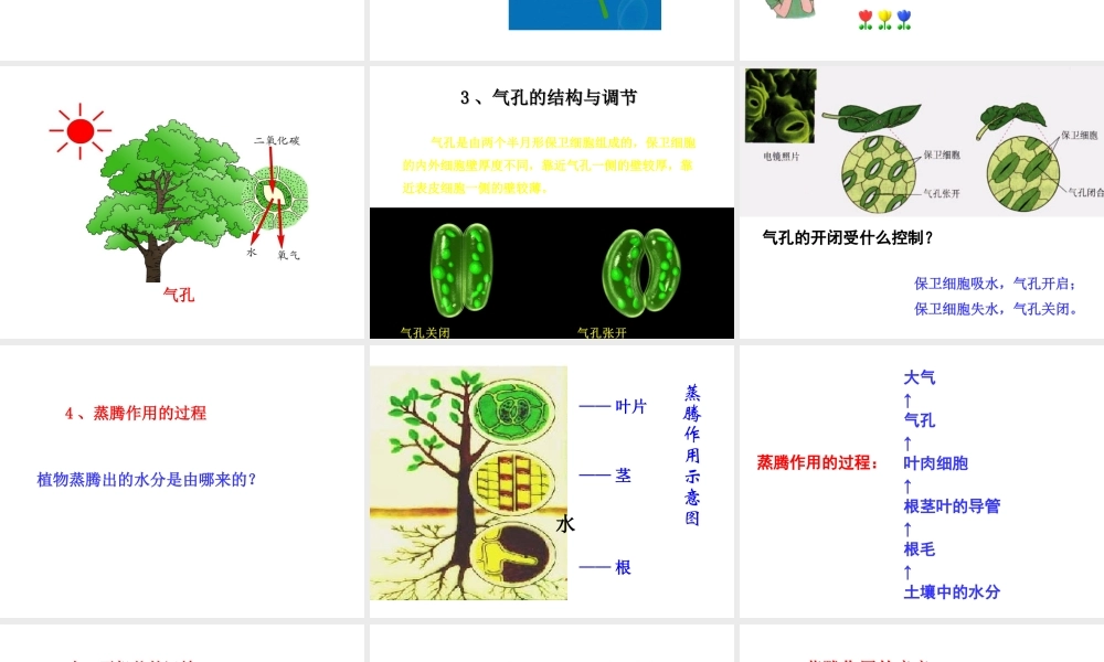 八年级生物上册 第三单元 第四章 第2节《蒸腾作用》课件2 （新版）冀教版-（新版）冀教版初中八年级上册生物课件