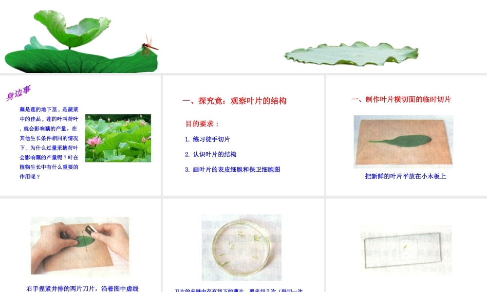 八年级生物上册 第三单元 第三章 第3节《光合作用的场所》课件 （新版）冀教版-（新版）冀教版初中八年级上册生物课件