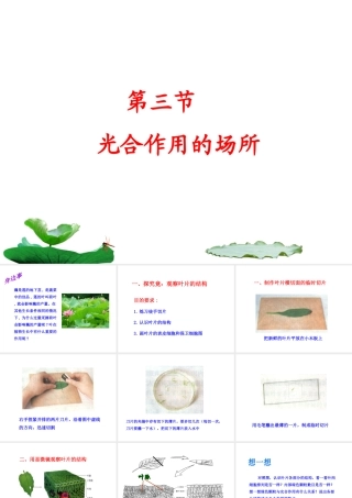 八年级生物上册 第三单元 第三章 第3节《光合作用的场所》课件 （新版）冀教版-（新版）冀教版初中八年级上册生物课件