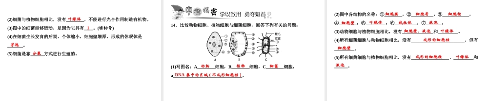 八年级生物上册 第5单元 第4章 第2节 细菌（第2课时 细菌的结构和生殖）习题课件 （新版）新人教版-（新版）新人教级上册生物课件