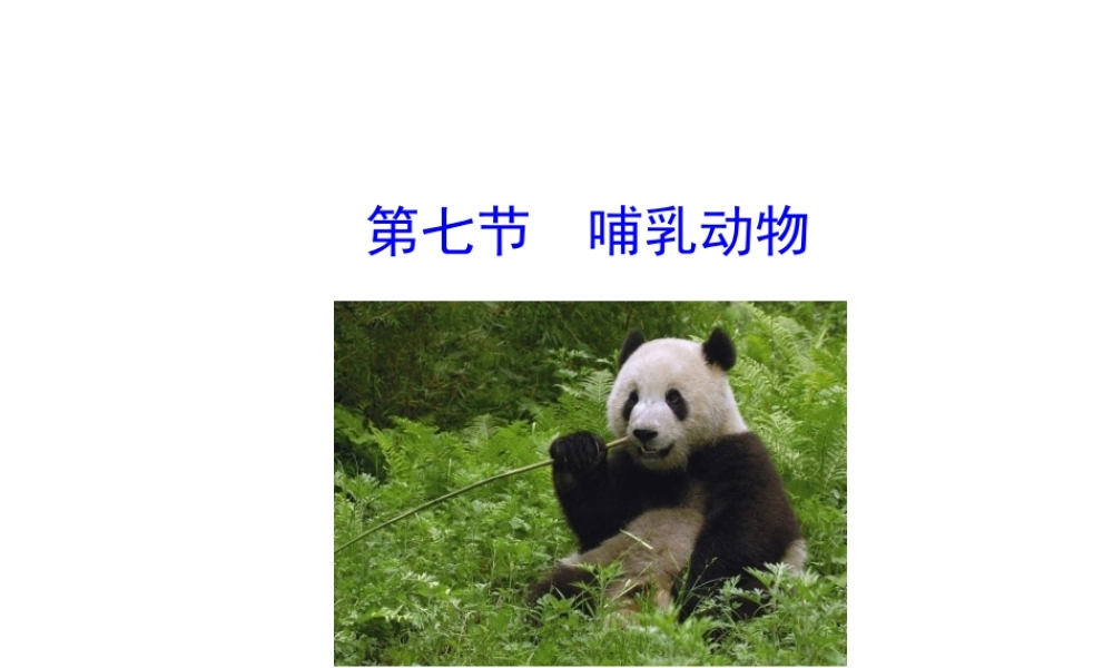 八年级生物上册 第五单元 第一章 第七节 哺乳动物课件 （新版）新人教版