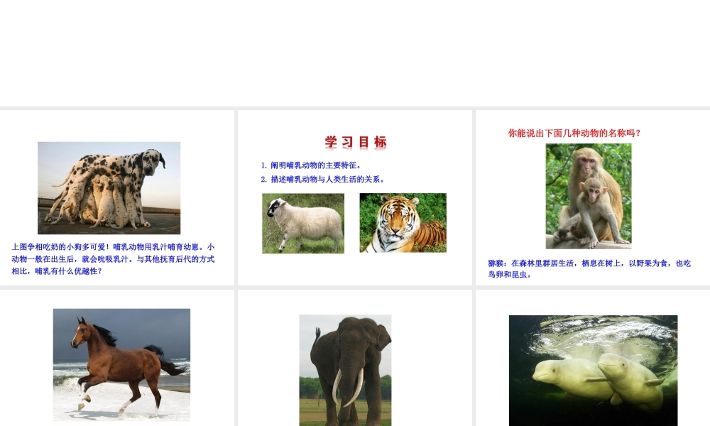 八年级生物上册 第五单元 第一章 第七节 哺乳动物课件 （新版）新人教版