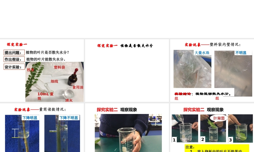 八年级生物上册 第三单元 第四章 第二节 蒸腾作用课件 （新版）冀教版-（新版）冀教版初中八年级上册生物课件