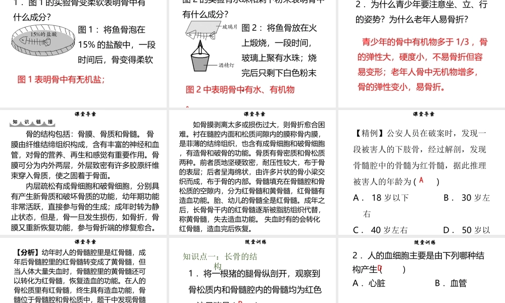 八年级生物上册 第五单元 第15章 第2节 动物运动的形成（第1课时 骨的结构）习题课件 （新版）北师大版-（新版）北师大级上册生物课件