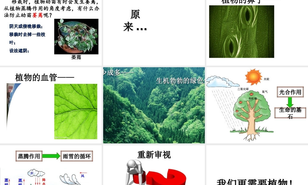 八年级生物上册 第三单元 第四章 第二节 蒸腾作用课件 （新版）冀教版-（新版）冀教级上册生物课件