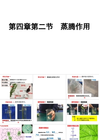 八年级生物上册 第三单元 第四章 第二节 蒸腾作用课件 （新版）冀教版-（新版）冀教级上册生物课件