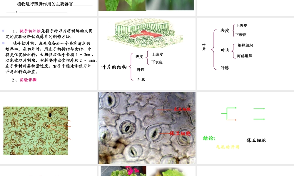 八年级生物上册 第三单元 第四章 第二节 蒸腾作用课件 冀少版-人教版初中八年级上册生物课件