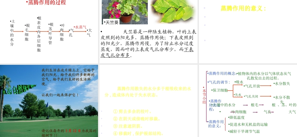 八年级生物上册 第三单元 第四章 第二节 蒸腾作用课件 冀少版-人教版初中八年级上册生物课件