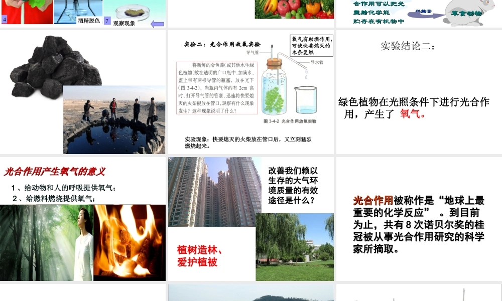 八年级生物上册 第三单元 第三章 第一节 光合作用的产物课件 冀少版-人教版初中八年级上册生物课件