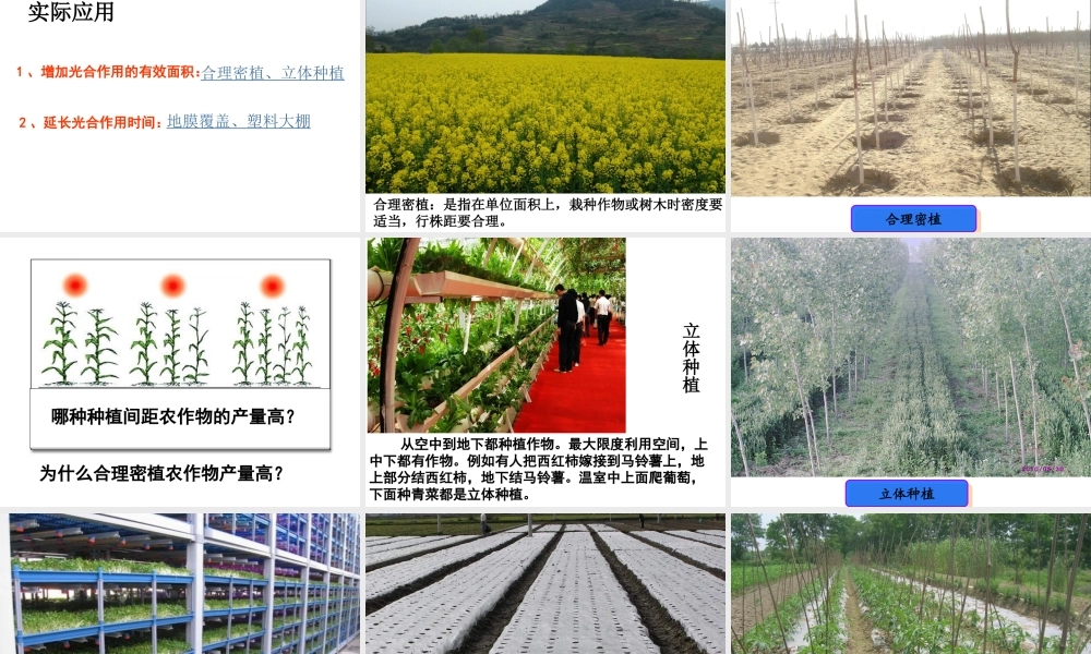 八年级生物上册 第三单元 第三章 第一节 光合作用的产物课件 冀少版-人教版初中八年级上册生物课件