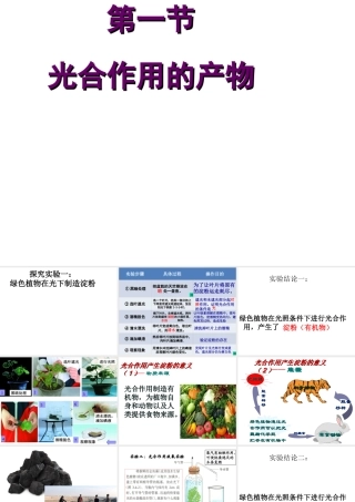 八年级生物上册 第三单元 第三章 第一节 光合作用的产物课件 冀少版-人教版初中八年级上册生物课件