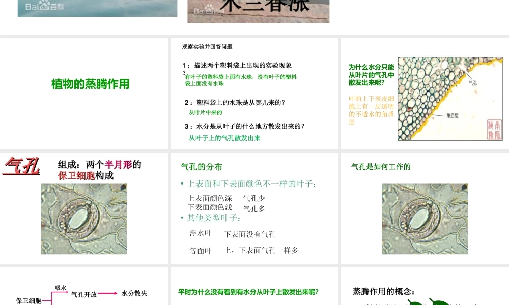 八年级生物上册 第三单元 第四章 第二节蒸腾作用课件 （新版）冀教版-（新版）冀教级上册生物课件