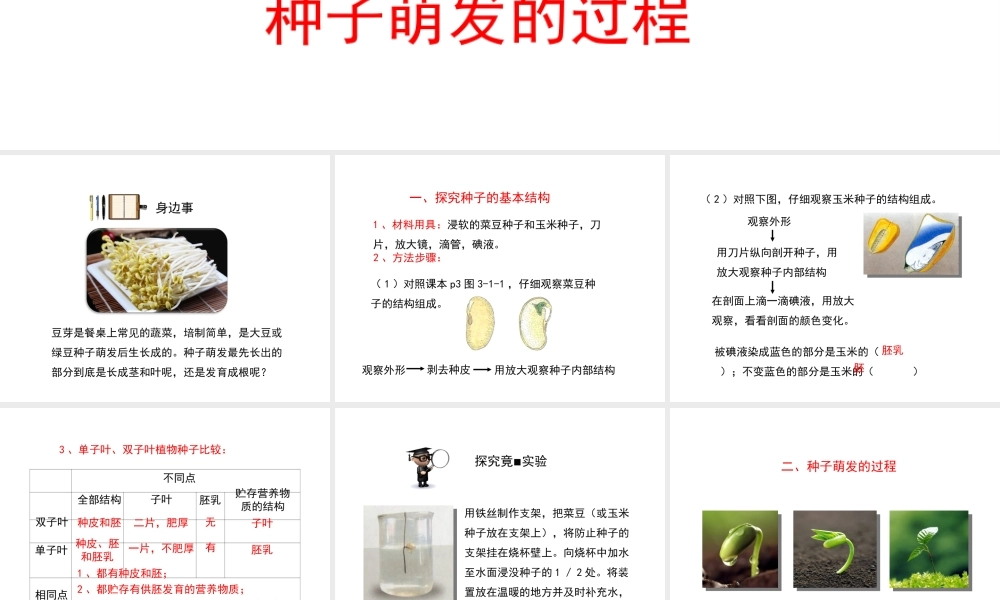 八年级生物上册 第三单元 第一章 第1节《种子萌发的过程》课件1 （新版）冀教版-（新版）冀教版初中八年级上册生物课件