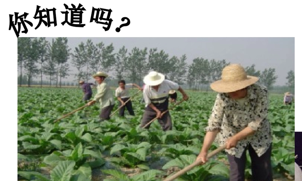 八年级生物上册 第三单元 第四章 第一节 呼吸作用课件 （新版）冀教版-（新版）冀教级上册生物课件