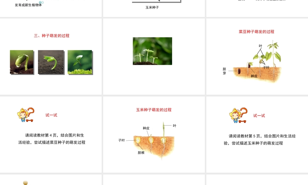 八年级生物上册 第三单元 第一章 第1节《种子萌发的过程》课件2 （新版）冀教版-（新版）冀教级上册生物课件