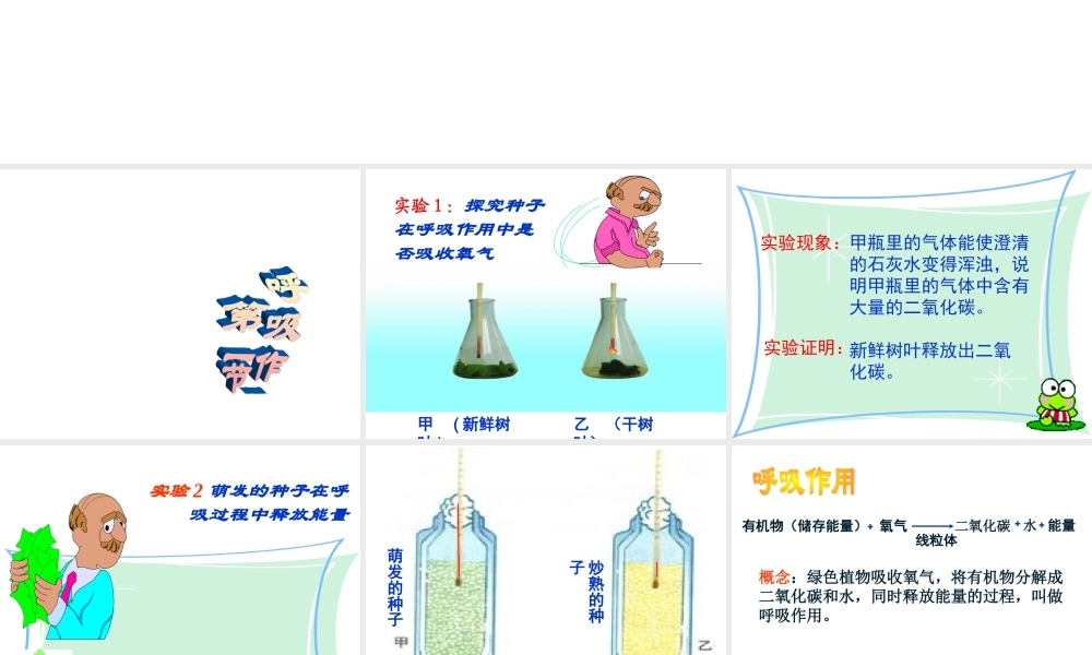 八年级生物上册 第三单元 第四章 第一节 呼吸作用课件 冀少版-人教级上册生物课件