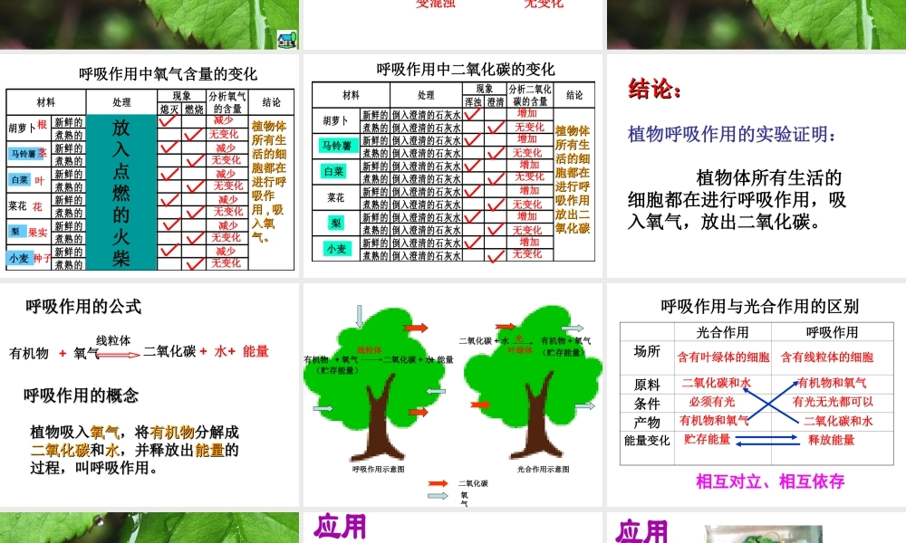 八年级生物上册 第三单元 第四章 第一节呼吸作用课件 （新版）冀教版-（新版）冀教版初中八年级上册生物课件