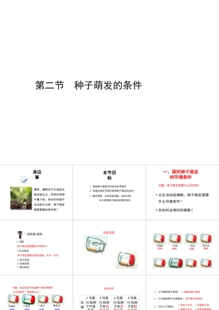 八年级生物上册 第三单元 第一章 第2节《种子萌发的条件》课件2 （新版）冀教版-（新版）冀教版初中八年级上册生物课件