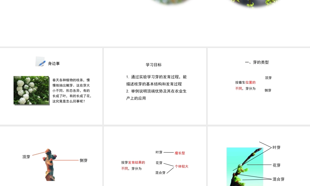 八年级生物上册 第三单元 第一章 第3节《芽的发育》课件1 （新版）冀教版-（新版）冀教版初中八年级上册生物课件