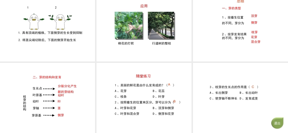 八年级生物上册 第三单元 第一章 第3节《芽的发育》课件1 （新版）冀教版-（新版）冀教版初中八年级上册生物课件