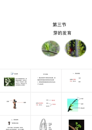 八年级生物上册 第三单元 第一章 第3节《芽的发育》课件1 （新版）冀教版-（新版）冀教版初中八年级上册生物课件