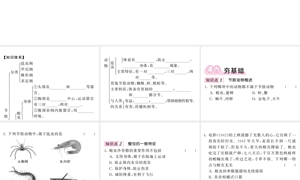 八年级生物上册 第五单元 第一章 第三节 软体动物和节肢动物（第2课时 节肢动物）习题课件 （新版）新人教版-（新版）新人教版初中八年级上册生物课件