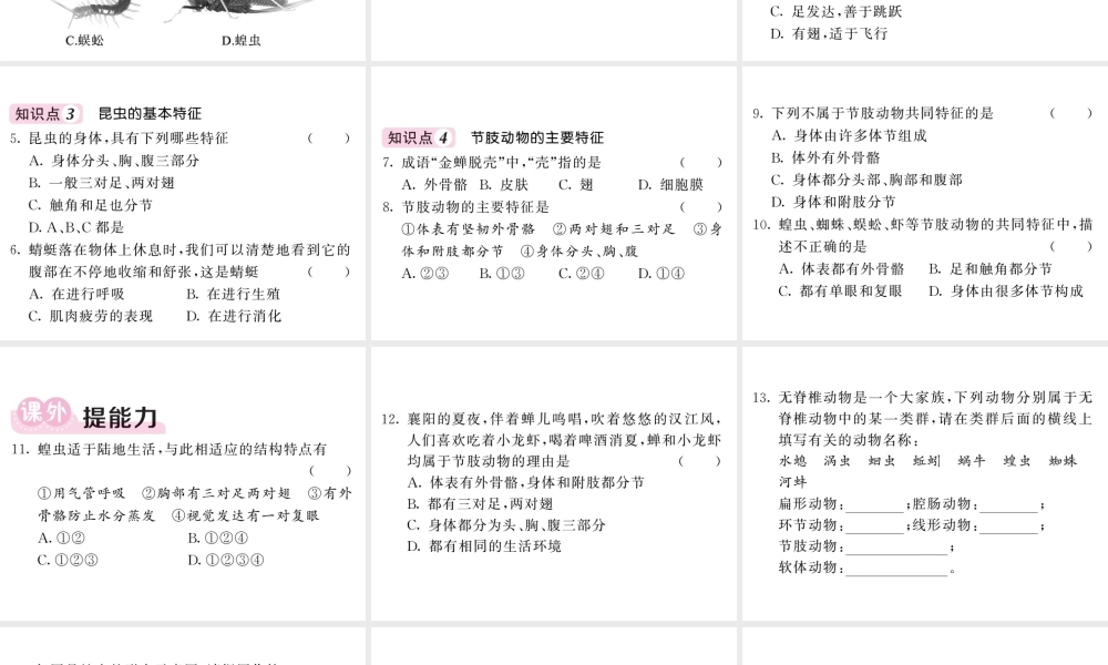 八年级生物上册 第五单元 第一章 第三节 软体动物和节肢动物（第2课时 节肢动物）习题课件 （新版）新人教版-（新版）新人教版初中八年级上册生物课件
