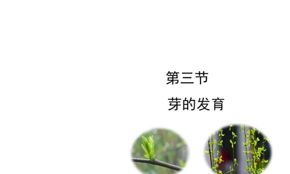 八年级生物上册 第三单元 第一章 第3节《芽的发育》课件1 （新版）冀教版-（新版）冀教级上册生物课件