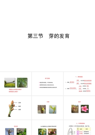 八年级生物上册 第三单元 第一章 第3节《芽的发育》课件2 （新版）冀教版-（新版）冀教版初中八年级上册生物课件