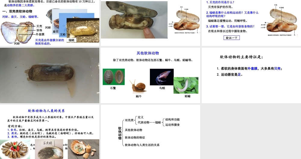 八年级生物上册 第五单元 第一章 第三节 软体动物和节肢动物《软体动物》课件 （新版）新人教版