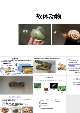 八年级生物上册 第五单元 第一章 第三节 软体动物和节肢动物《软体动物》课件 （新版）新人教版